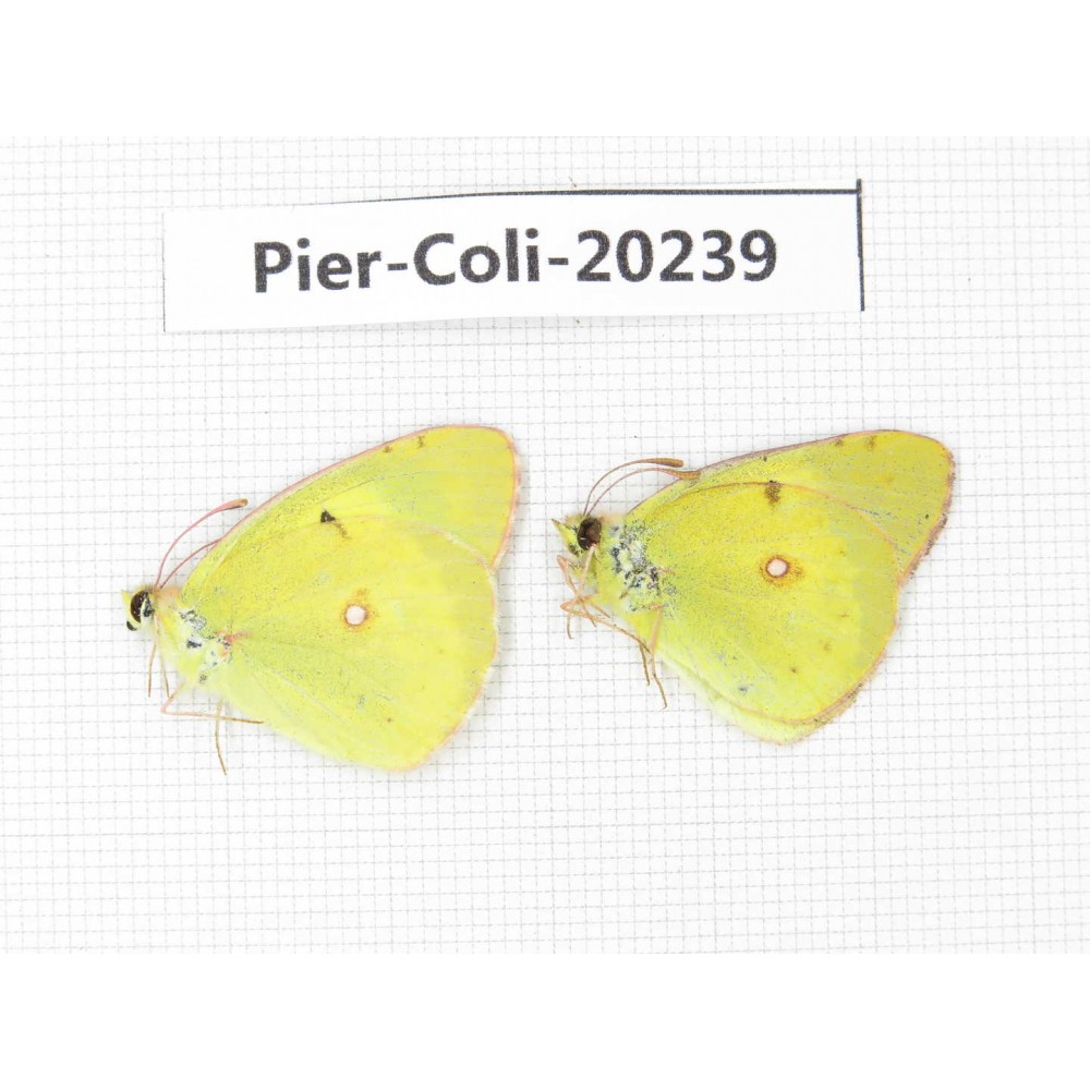Colias erate erate. China, Xinjiang, Tacheng, Mt.Taerhabataishan. 2M. Pier-Coli-20239.