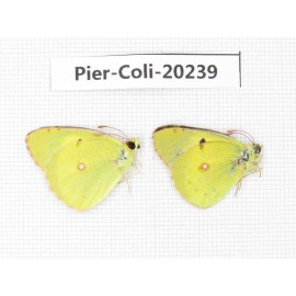 Colias erate erate. China, Xinjiang, Tacheng, Mt.Taerhabataishan. 2M. Pier-Coli-20239.
