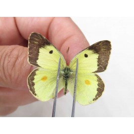 Colias erate erate. China, Xinjiang, Tacheng, Mt.Taerhabataishan. 2M. Pier-Coli-20239.