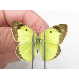 Colias erate erate. China, Xinjiang, Tacheng, Mt.Taerhabataishan. 2M. Pier-Coli-20239.