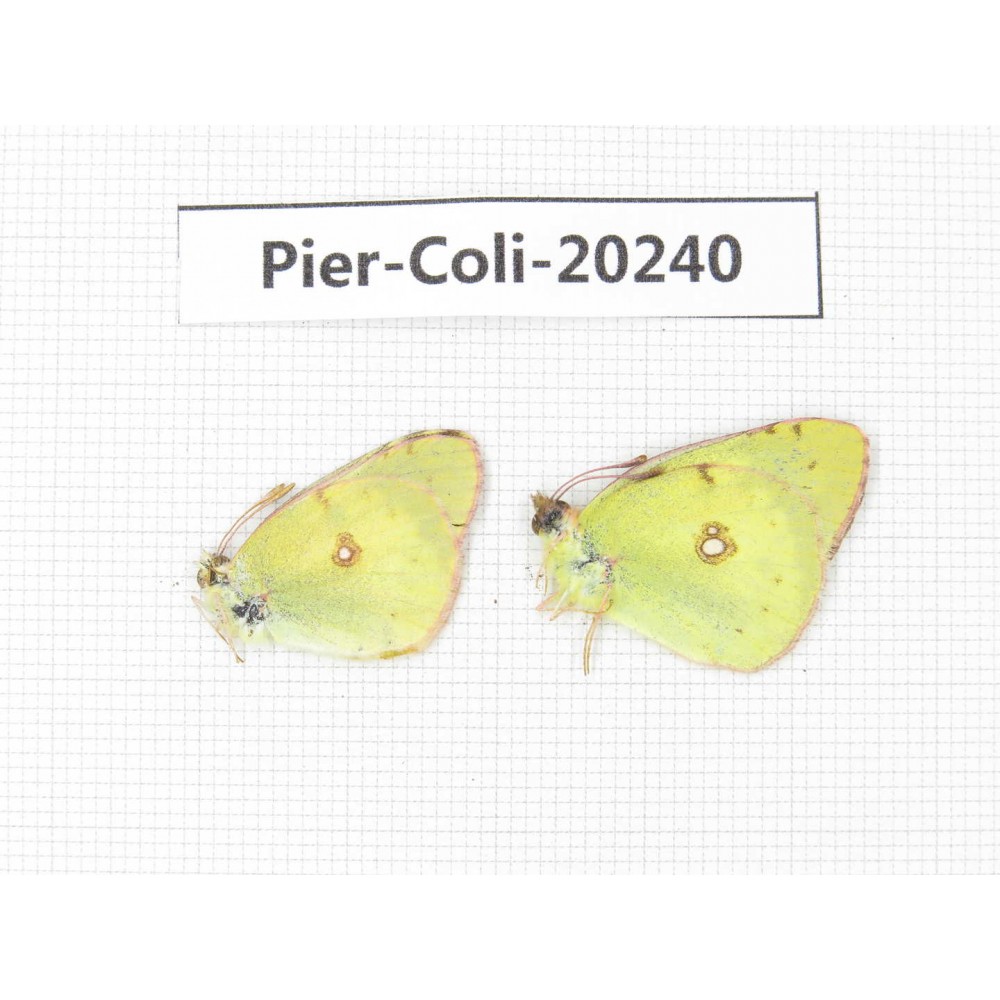 Colias erate erate. China, Xinjiang, Tacheng, Mt.Taerhabataishan. 2M. Pier-Coli-20240.