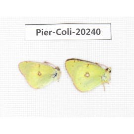 Colias erate erate. China, Xinjiang, Tacheng, Mt.Taerhabataishan. 2M. Pier-Coli-20240.