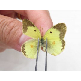 Colias erate erate. China, Xinjiang, Tacheng, Mt.Taerhabataishan. 2M. Pier-Coli-20240.