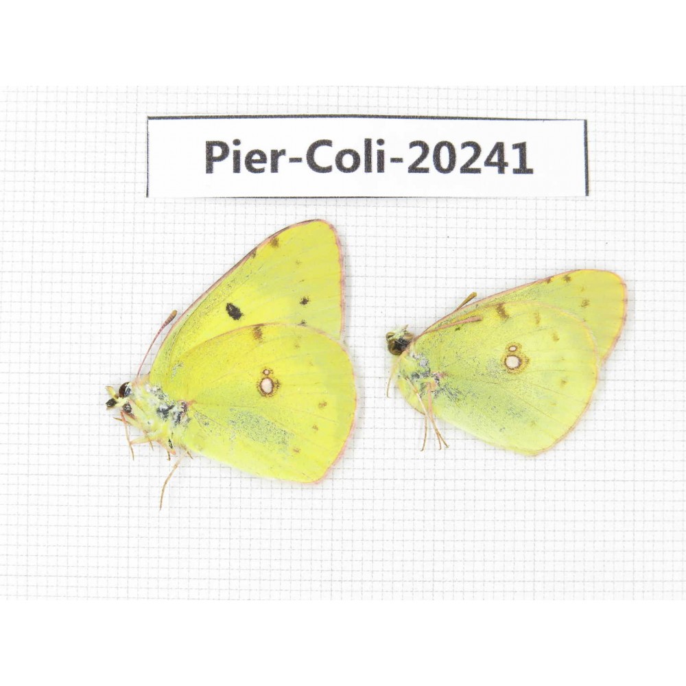 Colias erate erate. China, Xinjiang, Tacheng, Mt.Taerhabataishan. 2M. Pier-Coli-20241.