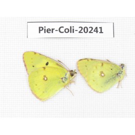 Colias erate erate. China, Xinjiang, Tacheng, Mt.Taerhabataishan. 2M. Pier-Coli-20241.