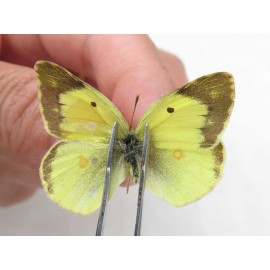 Colias erate erate. China, Xinjiang, Tacheng, Mt.Taerhabataishan. 2M. Pier-Coli-20241.