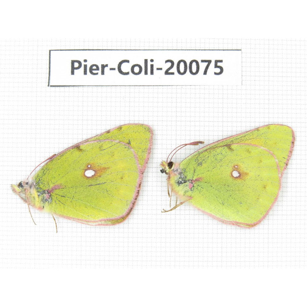 Colias fieldii fieldii. China, Yunnan, Dali, Fengyi town. 1P. Pier-Coli-20075.