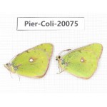 Colias fieldii fieldii. China, Yunnan, Dali, Fengyi town. 1P. Pier-Coli-20075.