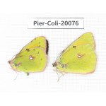 Colias fieldii fieldii. China, Yunnan, Dali, Fengyi town. 1P. Pier-Coli-20076.