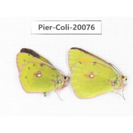 Colias fieldii fieldii. China, Yunnan, Dali, Fengyi town. 1P. Pier-Coli-20076.