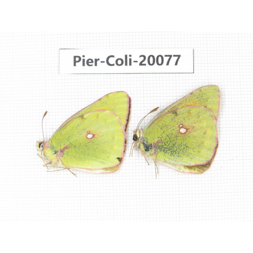 Colias fieldii fieldii. China, Yunnan, Dali, Fengyi town. 2M. Pier-Coli-20077.