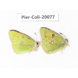 Colias fieldii fieldii. China, Yunnan, Dali, Fengyi town. 2M. Pier-Coli-20077.