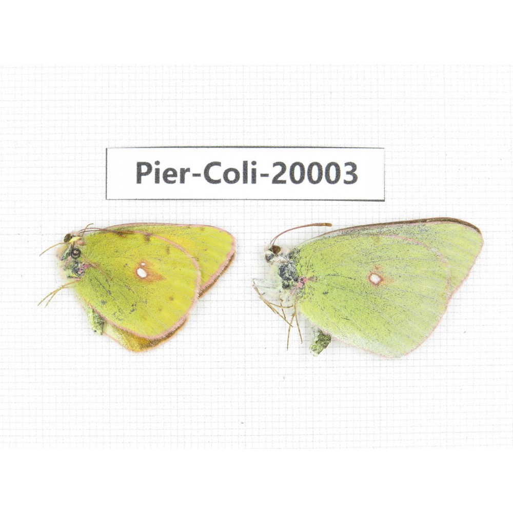 Colias fieldii fieldii. China, Yunnan, Lijiang, C of Mt. Yunling. 2M. Pier-Coli-20003.
