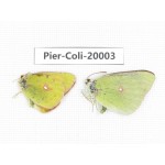 Colias fieldii fieldii. China, Yunnan, Lijiang, C of Mt. Yunling. 2M. Pier-Coli-20003.
