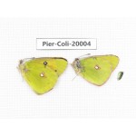 Colias fieldii fieldii. China, Yunnan, Lijiang, C of Mt. Yunling. 2M. Pier-Coli-20004.