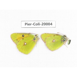 Colias fieldii fieldii. China, Yunnan, Lijiang, C of Mt. Yunling. 2M. Pier-Coli-20004.