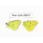Colias poliographus ssp. China, Yunnan, Lijiang, C of Mt. Yunling. 2M. Pier-Coli-20011.