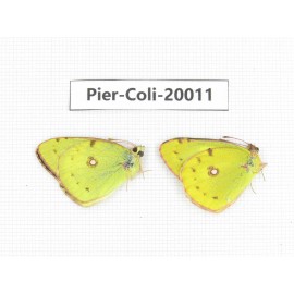 Colias poliographus ssp. China, Yunnan, Lijiang, C of Mt. Yunling. 2M. Pier-Coli-20011.