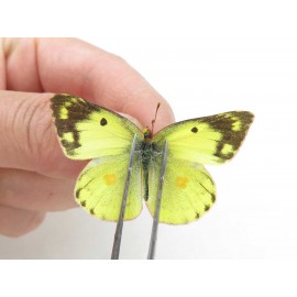 Colias poliographus ssp. China, Yunnan, Lijiang, C of Mt. Yunling. 2M. Pier-Coli-20011.