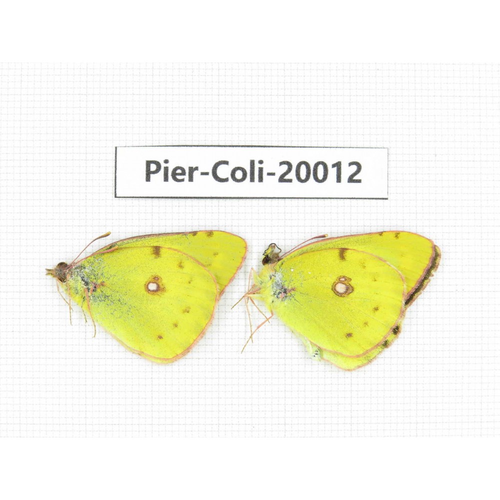 Colias poliographus ssp. China, Yunnan, Lijiang, C of Mt. Yunling. 2M. Pier-Coli-20012.