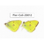 Colias poliographus ssp. China, Yunnan, Lijiang, C of Mt. Yunling. 2M. Pier-Coli-20012.