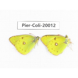 Colias poliographus ssp. China, Yunnan, Lijiang, C of Mt. Yunling. 2M. Pier-Coli-20012.
