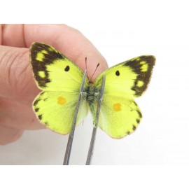 Colias poliographus ssp. China, Yunnan, Lijiang, C of Mt. Yunling. 2M. Pier-Coli-20012.