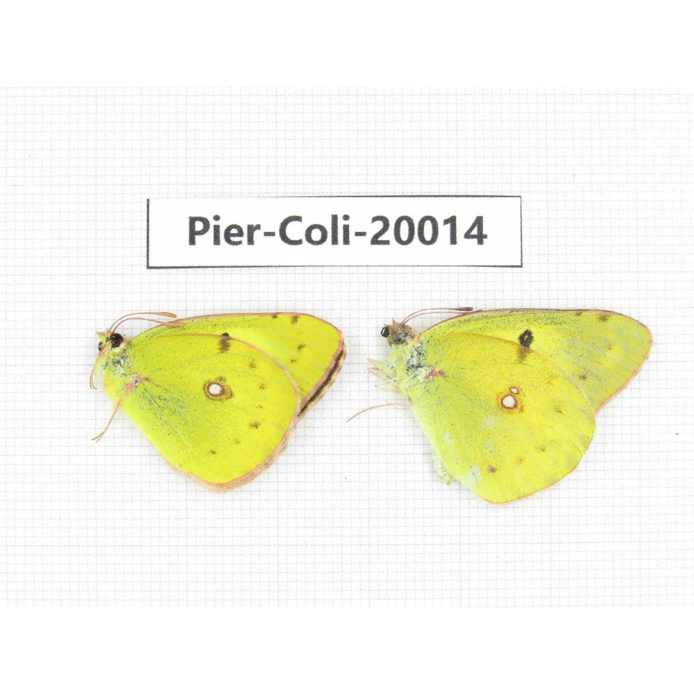Colias poliographus ssp. China, Yunnan, Lijiang, C of Mt. Yunling. 2M. Pier-Coli-20014.