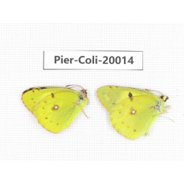 Colias poliographus ssp. China, Yunnan, Lijiang, C of Mt. Yunling. 2M. Pier-Coli-20014.
