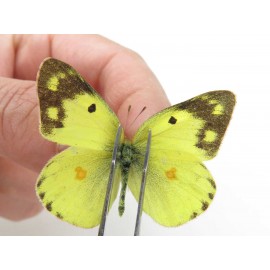Colias poliographus ssp. China, Yunnan, Lijiang, C of Mt. Yunling. 2M. Pier-Coli-20014.