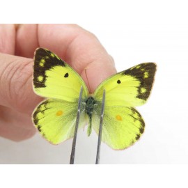 Colias poliographus ssp. China, Yunnan, Lijiang, C of Mt. Yunling. 2M. Pier-Coli-20014.