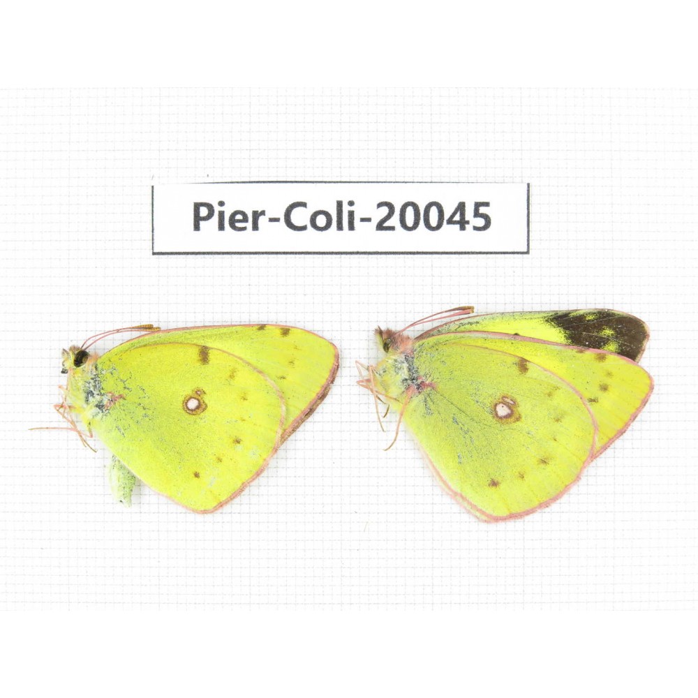 Colias poliographus ssp. China, Yunnan, Lijiang, N of Mt. Yunling. 2M. Pier-Coli-20045.