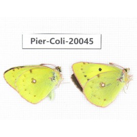 Colias poliographus ssp. China, Yunnan, Lijiang, N of Mt. Yunling. 2M. Pier-Coli-20045.