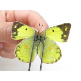 Colias poliographus ssp. China, Yunnan, Lijiang, N of Mt. Yunling. 2M. Pier-Coli-20045.