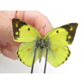 Colias poliographus ssp. China, Yunnan, Lijiang, N of Mt. Yunling. 2M. Pier-Coli-20045.