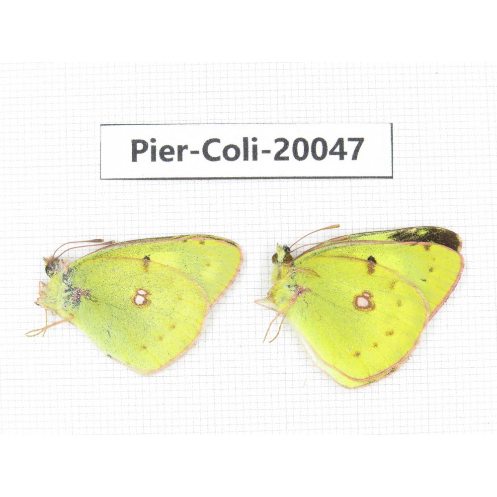 Colias poliographus ssp. China, Yunnan, Lijiang, N of Mt. Yunling. 2M. Pier-Coli-20047.