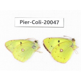 Colias poliographus ssp. China, Yunnan, Lijiang, N of Mt. Yunling. 2M. Pier-Coli-20047.