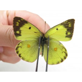 Colias poliographus ssp. China, Yunnan, Lijiang, N of Mt. Yunling. 2M. Pier-Coli-20047.