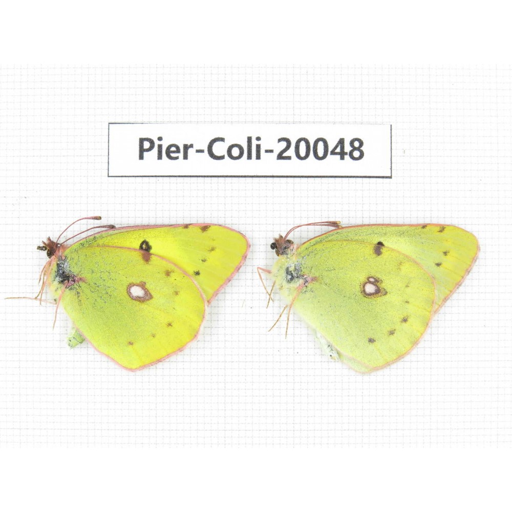 Colias poliographus ssp. China, Yunnan, Lijiang, N of Mt. Yunling. 2M. Pier-Coli-20048.