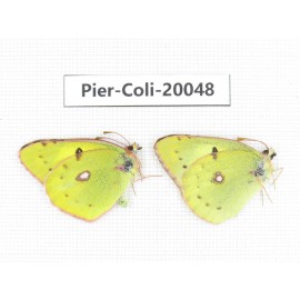 Colias poliographus ssp. China, Yunnan, Lijiang, N of Mt. Yunling. 2M. Pier-Coli-20048.