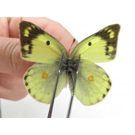 Colias poliographus ssp. China, Yunnan, Lijiang, N of Mt. Yunling. 2M. Pier-Coli-20048.
