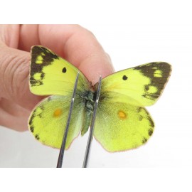 Colias poliographus ssp. China, Yunnan, Lijiang, N of Mt. Yunling. 2M. Pier-Coli-20048.