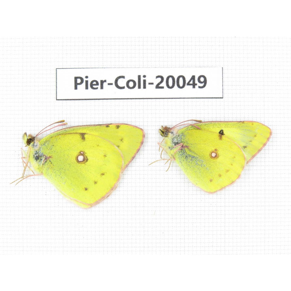 Colias poliographus ssp. China, Yunnan, Lijiang, N of Mt. Yunling. 2M. Pier-Coli-20049.