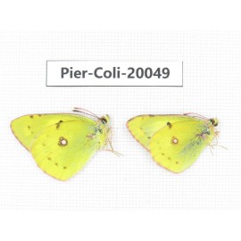 Colias poliographus ssp. China, Yunnan, Lijiang, N of Mt. Yunling. 2M. Pier-Coli-20049.