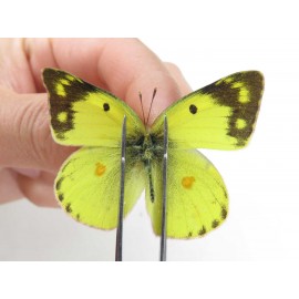Colias poliographus ssp. China, Yunnan, Lijiang, N of Mt. Yunling. 2M. Pier-Coli-20049.