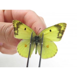 Colias poliographus ssp. China, Yunnan, Lijiang, N of Mt. Yunling. 2M. Pier-Coli-20049.