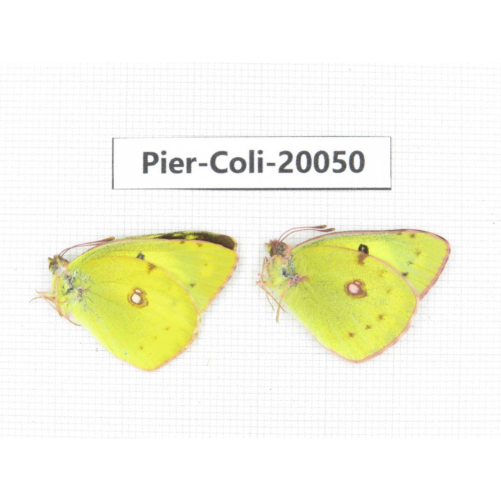 Colias poliographus ssp. China, Yunnan, Lijiang, N of Mt. Yunling. 2M. Pier-Coli-20050.
