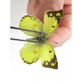 Colias poliographus ssp. China, Yunnan, Lijiang, N of Mt. Yunling. 2M. Pier-Coli-20050.