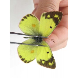 Colias poliographus ssp. China, Yunnan, Lijiang, N of Mt. Yunling. 2M. Pier-Coli-20050.