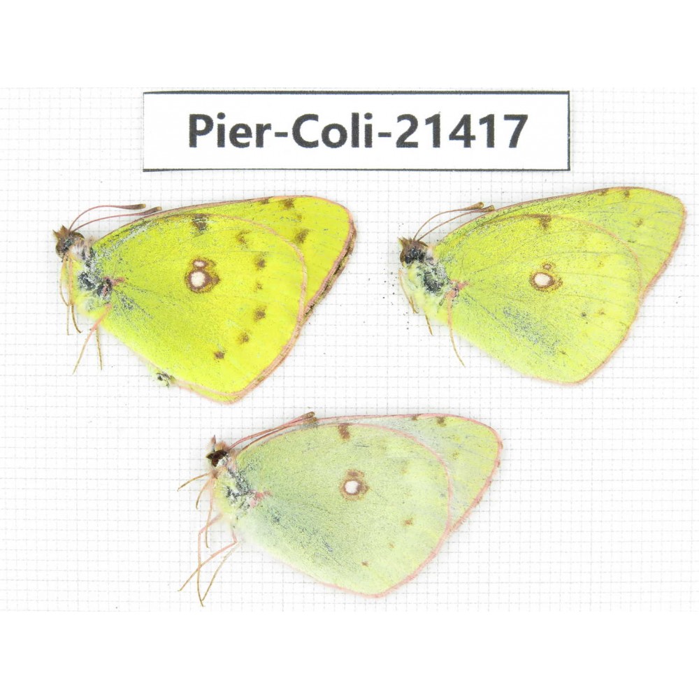 Colias poliographus ssp. China, Yunnan, Xiangerila, S of Weixi county. 2M1F. Pier-Coli-21417.
